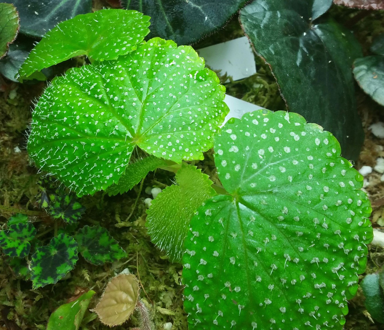 B. rostrata var. rostrata